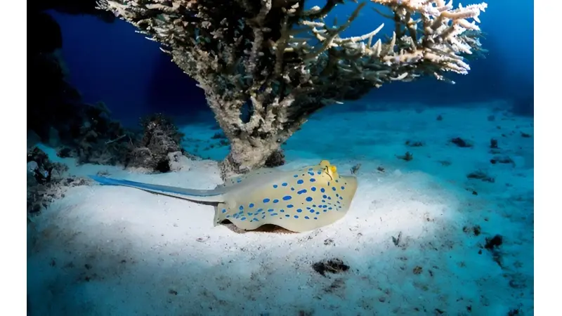 No description available