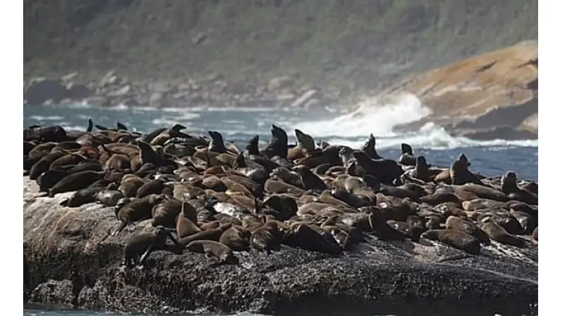 כלבי ים תוקף ילד בדרום אפריקה | צילום: מתוך טיקטוק
