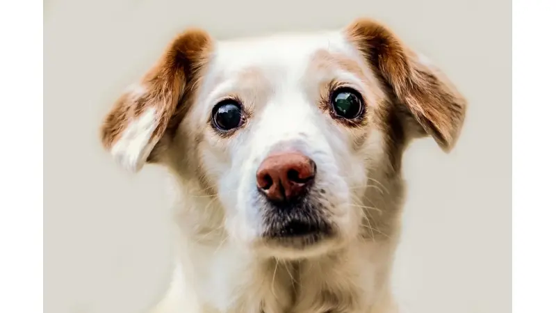 No description available